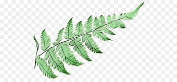 Fern
