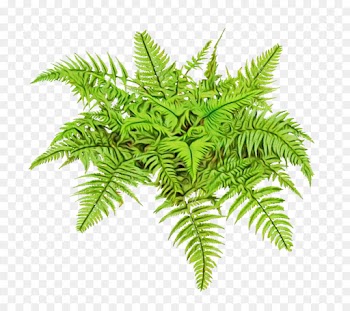 Fern
