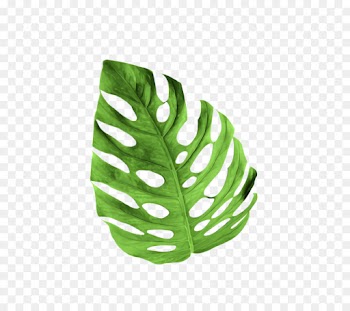 Fern