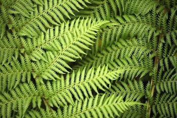 fern_background.JPG