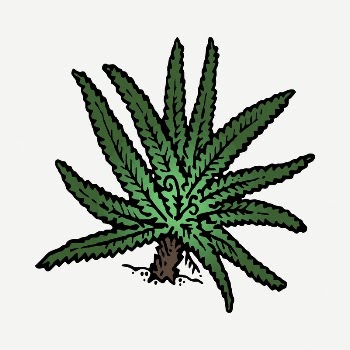 Fern drawing, vintage illustration psd. | Free PSD - rawpixel