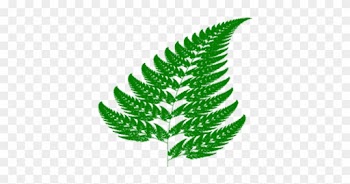 Fern - Fractal Geometry In Nature
