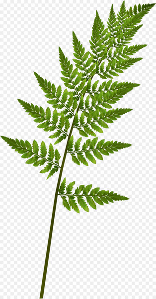 Fern Green Pine Leaf - Fairy tale leaves 