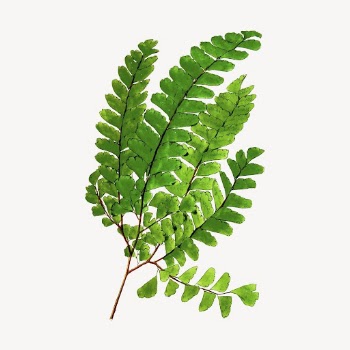 Fern leaf branch collage element, | Free PSD - rawpixel