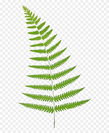 Fern Leaf Clip Art Fern Clip Art Remove - Ferns Clip Art