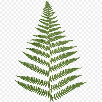Fern Leaf Embryophyta Frond Clip art - fern 
