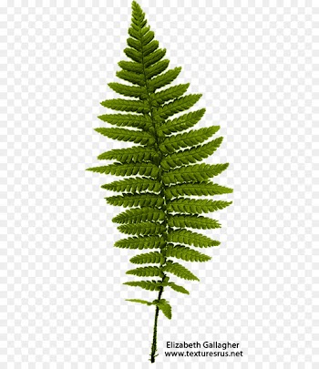 Fern Leaf Frond - PNG File Ferns 