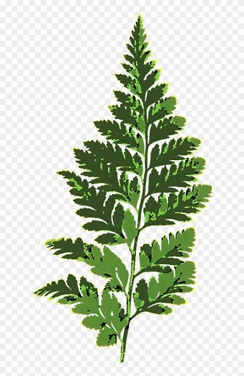 Fern Leaf Green Nature Plant Png Image - Папоротник Лист Пнг