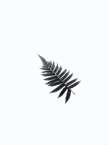 Fern Leaf in White Background  · Free Stock Photo