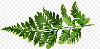 Fern Leaf Plant stem Herbalism Tree -  