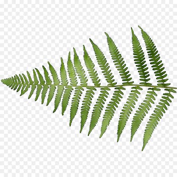 Fern Leaf Plant stem Line Plants -  