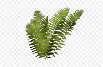 Fern Leaf Plant stem Tree Terrestrial plant -  
