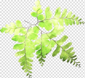 Fern Leaf Plant stem Watercolor painting, crape myrtle transparent background PNG clipart