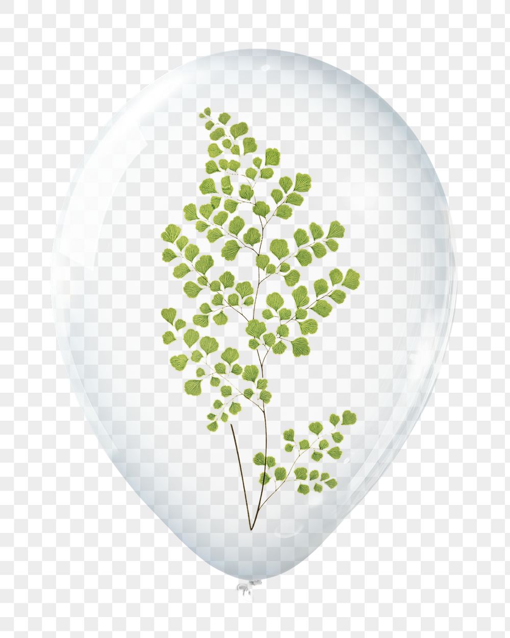 Fern leaf png, plant in clear | Free PNG - rawpixel