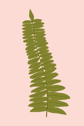 Fern leaf psd plant botanical illustration | Free stock illustration | High Resolution graphic