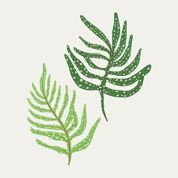 Fern leaf psd plant botanical illustration | Free stock illustration | High Resolution graphic