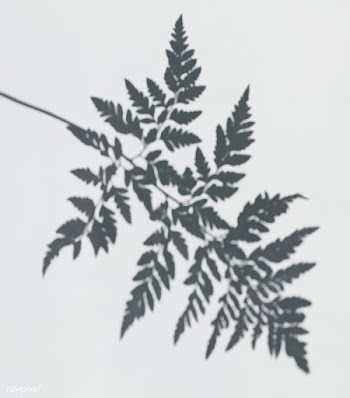 Fern leaf shadow on a white wall | Free stock psd mockup - 556149