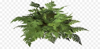 Fern Leaf - tropical foliage 