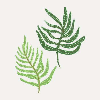 Fern leaf vector plant botanical illustration | Free stock illustration | High Resolution graphic