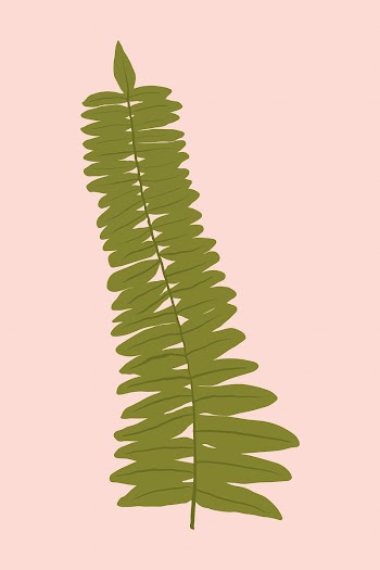 Fern leaf vector plant botanical illustration | Free stock illustration | High Resolution graphic