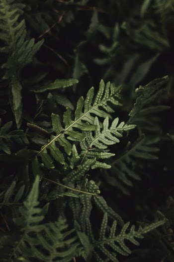 Fern Leaves in Close-up Photography · Free Stock Photo