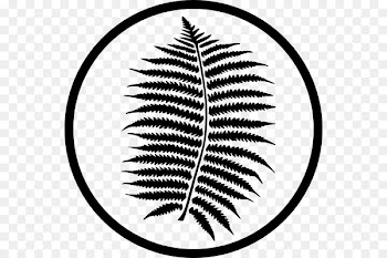 Fern, Nature, Plants, Leaf, Vascular Plant PNG