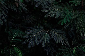fern plant