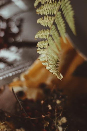 Fern Plant