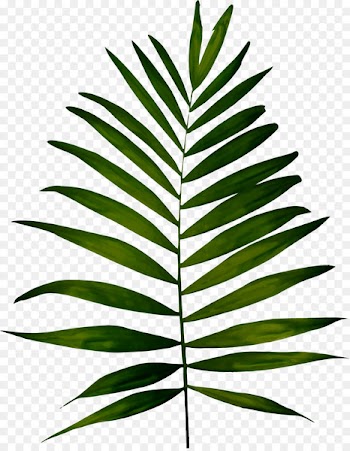 Fern Plant Leaf Clip art - fern 