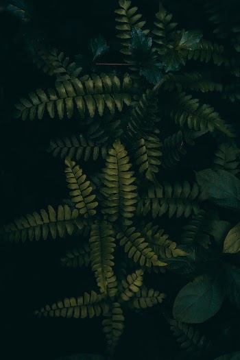 Fern Plants in Dark Background