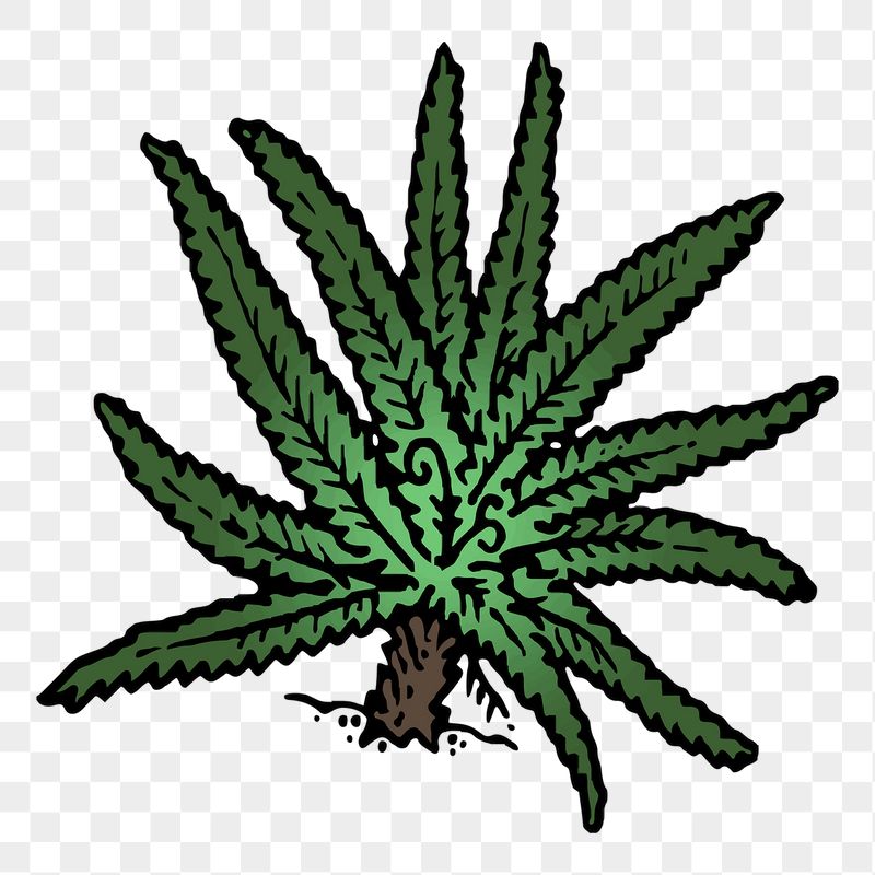 Fern png sticker, vintage illustration, | Free PNG - rawpixel
