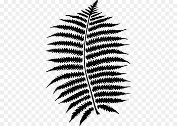 Fern Vascular plant Clip art Leaf Portable Network Graphics - leaf 