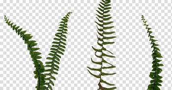 Fern Vascular plant Leaf, arboles transparent background PNG clipart