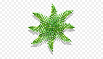 Fern Vascular plant Leaf Plant stem - monstera 
