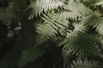 Ferns