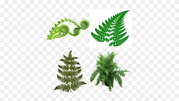 Ferns - Fractal Geometry In Nature