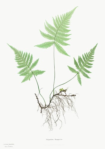 Ferns of Great Britain and Ireland: Polypodium Phegopteris (ca. 1855&ndash;1856) by Henry Bradbury. Original from The Cleveland Museum of Art. Digitally enhanced by rawpixel.