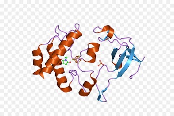 Ferredoxin-thioredoxin reductase Oxygenic Photosynthesis: The Light Reactions -  
