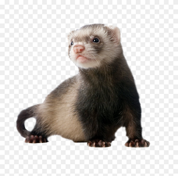 Ferret European pine marten Stoat Sable Pet Free PNG Image ...