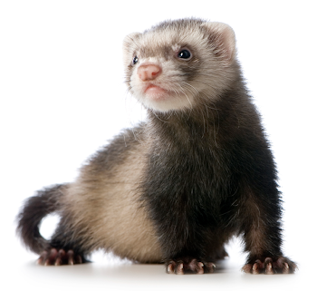 Ferret HD PNG Transparent Ferret HD.PNG Images. | PlusPNG