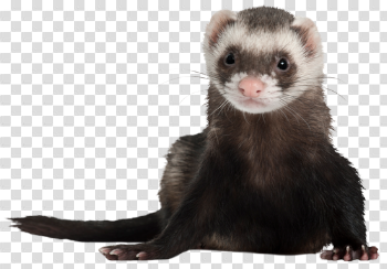 Ferret Png (94+ images in Collection) Page 1