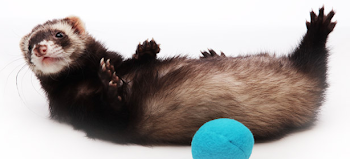 Ferret Png (94+ images in Collection) Page 3