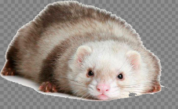 Ferret PNG images