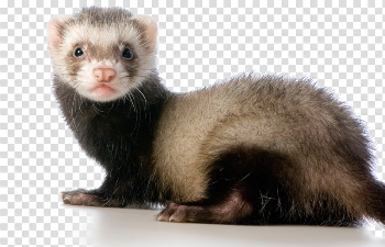 Ferret PNG Transparent Image