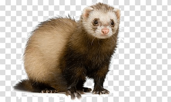Ferret PNG Transparent Picture | PNG Mart