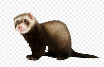 Ferret Stoat Stock photography - Bow mink 