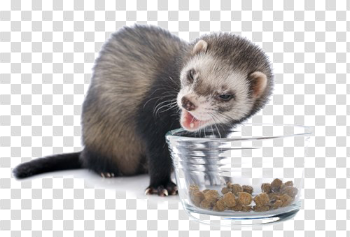 Ferret Transparent Images