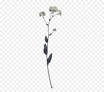 Fescues Flower Euclidean vector Illustration - Dried flower branches vector illustration buckle material 