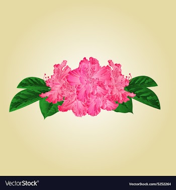Festive bouquet pink rhododendrons vector image