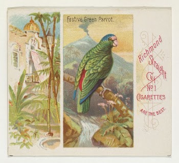 Festive Green Parrot, from Birds | Free Photo - rawpixel
